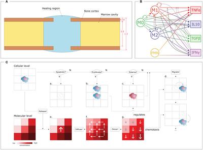 COMMBINI: an experimentally-informed COmputational Model of Macrophage dynamics in the Bone INjury Immunoresponse